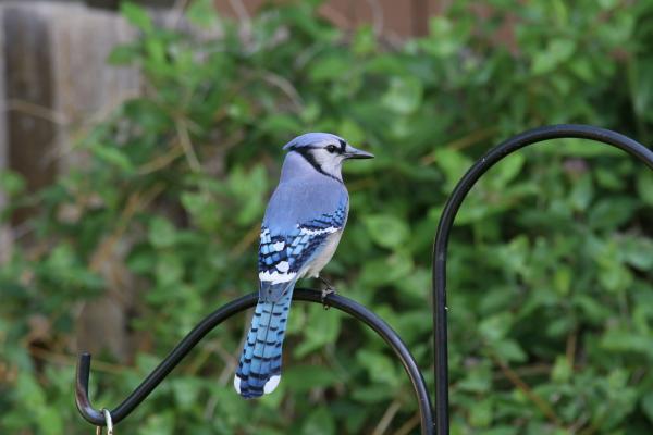 Blue Jay