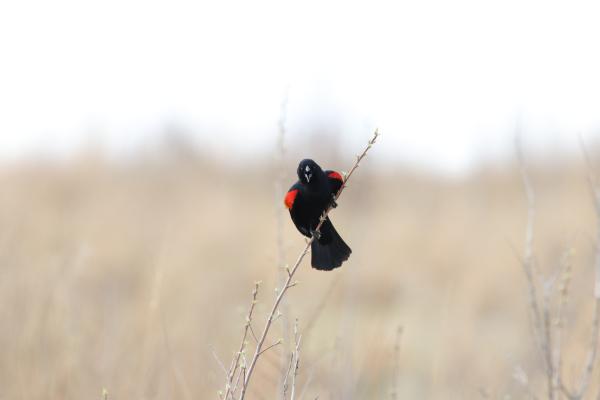 Red-winged Blackbird