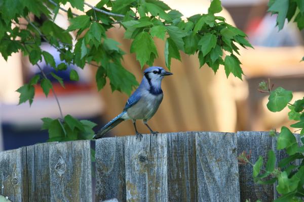 Blue Jay