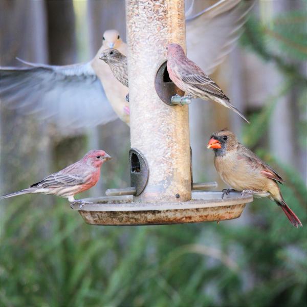 Dove Attack