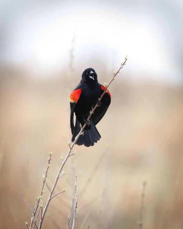 Red-winged Blackbird