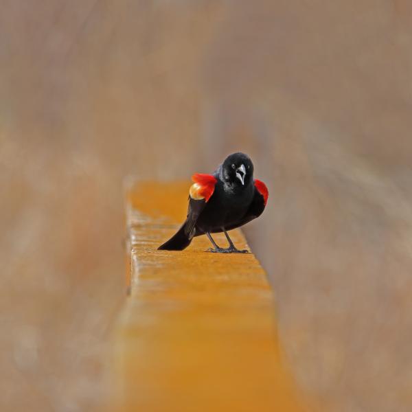 Red-winged Blackbird