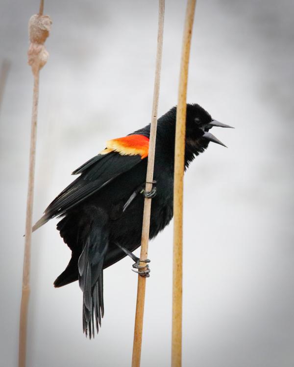 Red-winged Blackbird