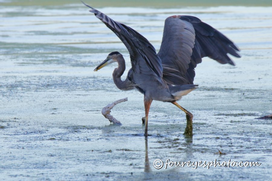 Blue Heron - Walnut Creek Park IMG_5148