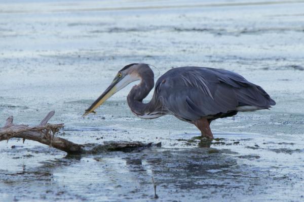 Blue Heron - Walnut Creek Park IMG_5149