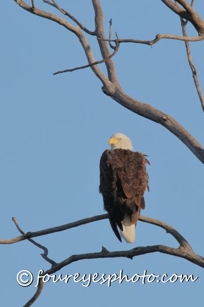 Eagle - Walnut Creek IMG_5150