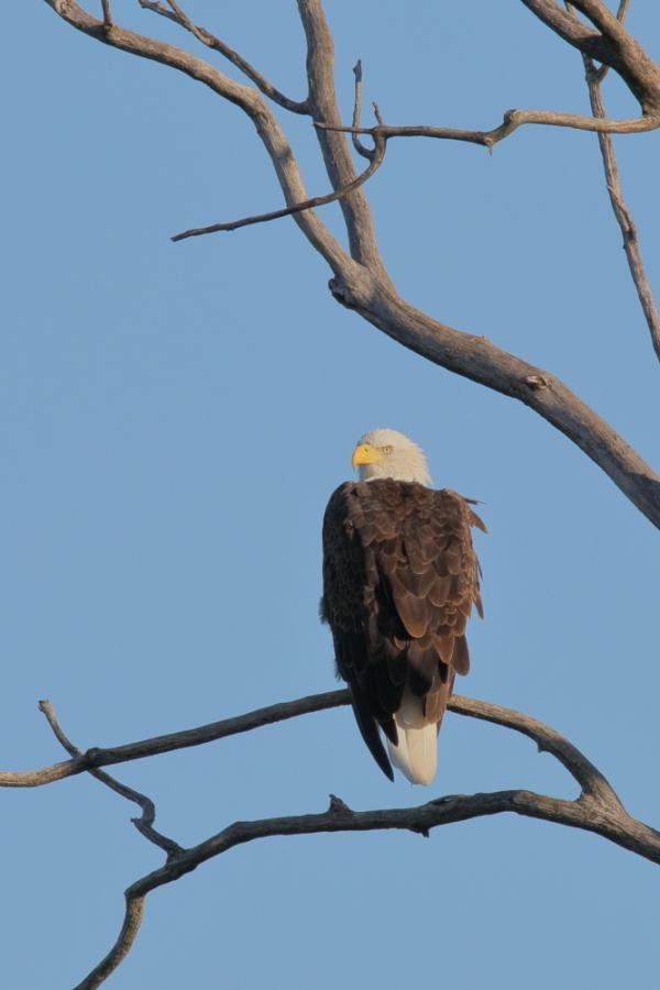 Eagle - Walnut Creek IMG_5150