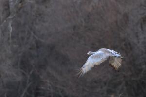 Sandhill Cranes