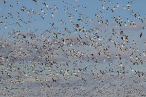 Snow Geese