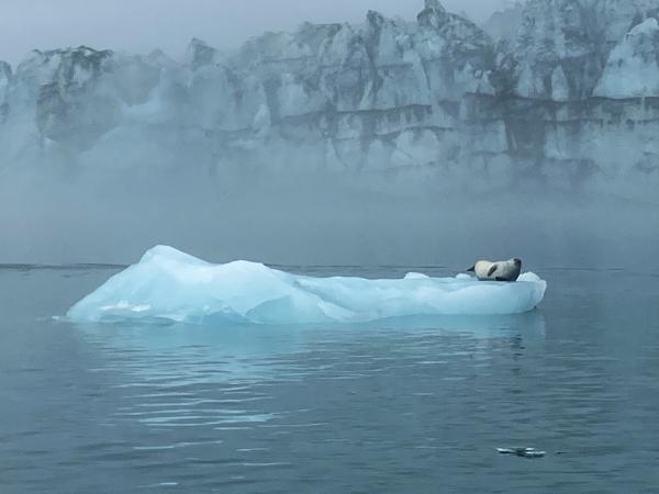 Ice-Seal-IMG_1084b