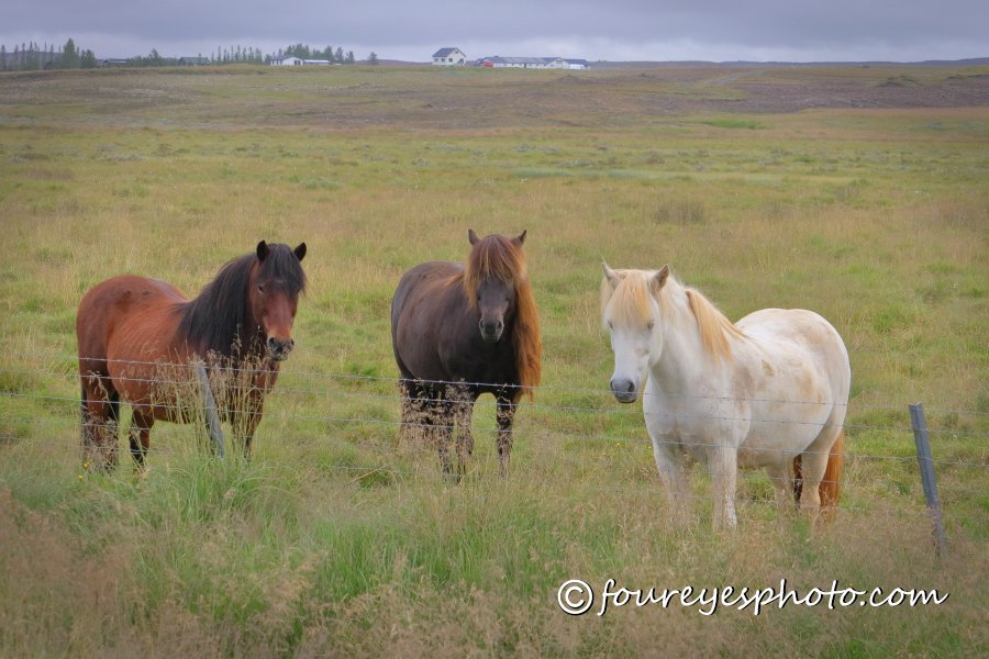 Ponies-IMG_2843b