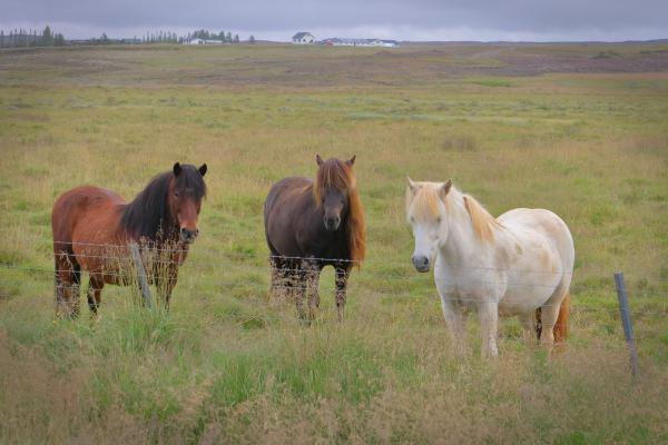 Ponies-IMG_2843b