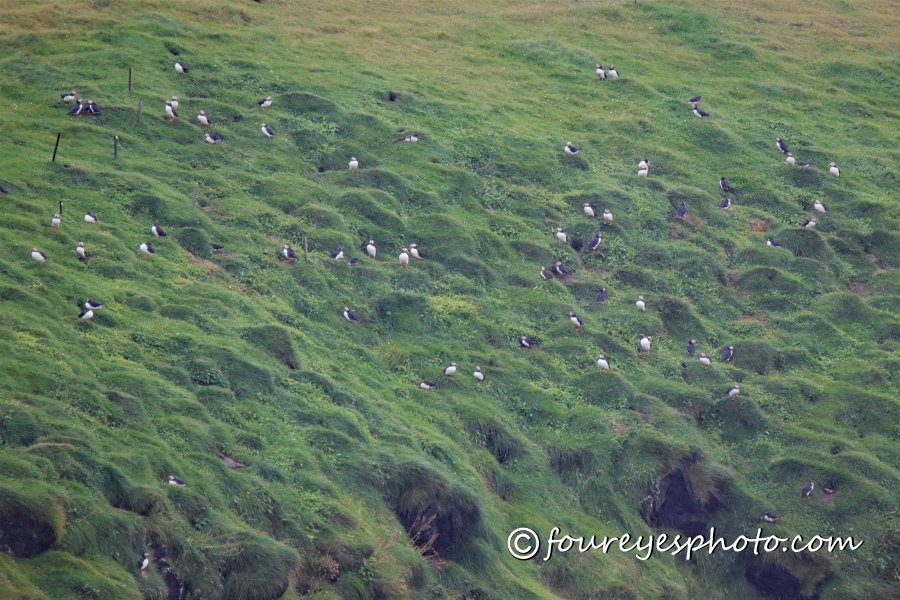 Puffins-IMG_3164a-2