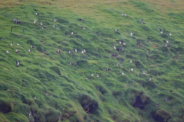 Puffins-IMG_3164a-2