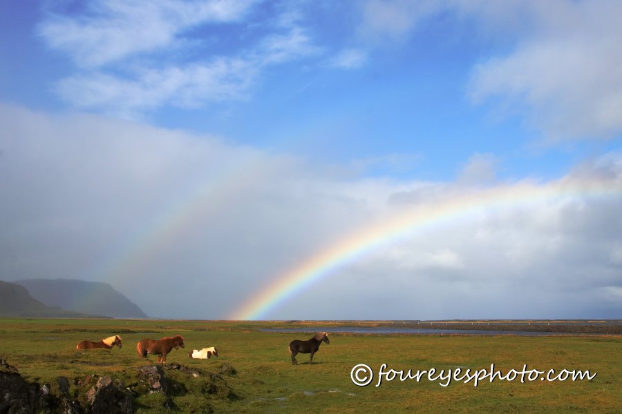 Rainbow-Horses1