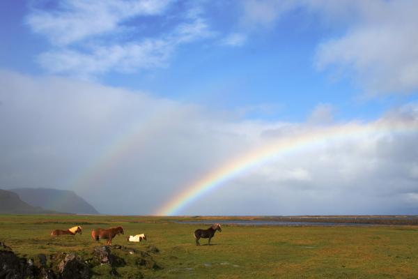 Rainbow-Horses1