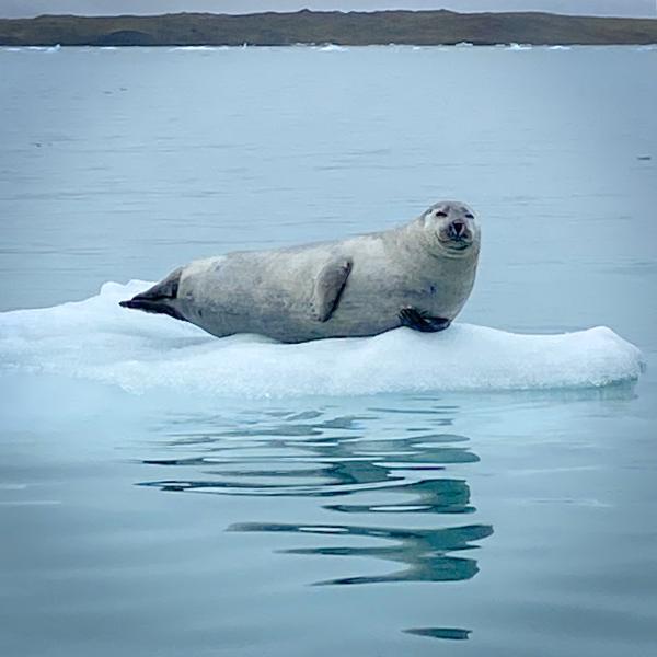 Seal-on-Ice-2-IMG_1146