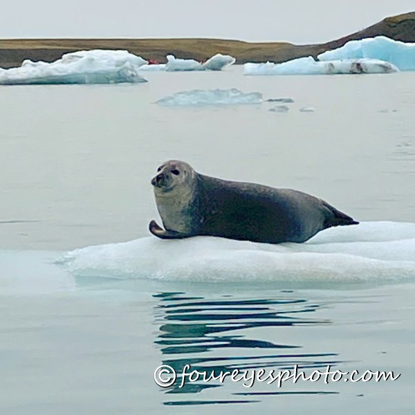 Seal-on-Ice-IMG_1145