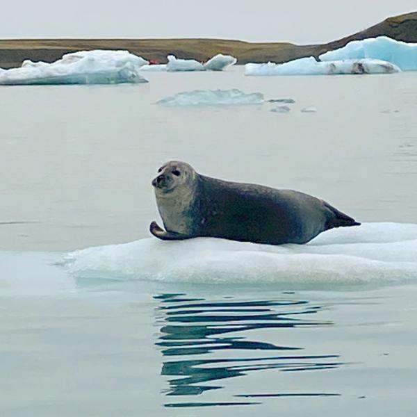 Seal-on-Ice-IMG_1145